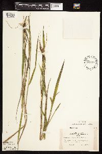 Leersia oryzoides image
