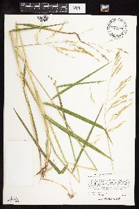 Leersia oryzoides image