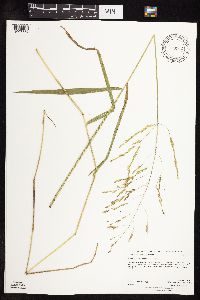 Leersia oryzoides image