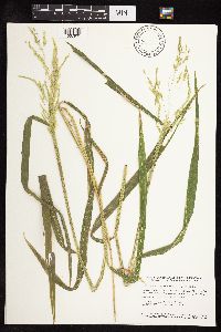 Leersia oryzoides image