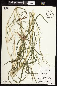 Leersia oryzoides image