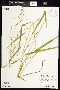 Leersia oryzoides image