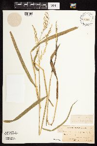 Leersia oryzoides image