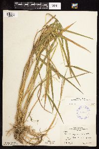 Leersia oryzoides image