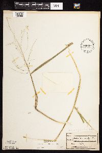Leersia oryzoides image