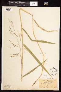 Leersia oryzoides image