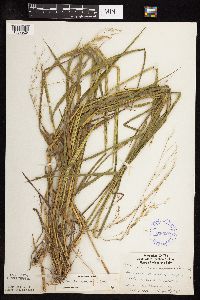 Leersia oryzoides image