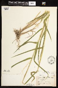 Leersia oryzoides image