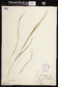 Leersia oryzoides image