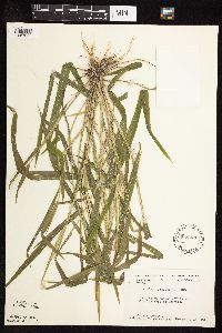 Leersia oryzoides image