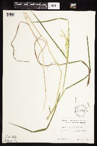Leersia oryzoides image