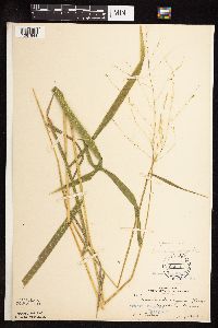 Leersia oryzoides image