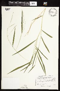 Leersia virginica image