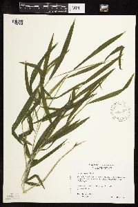 Leersia virginica image
