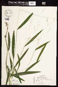 Leersia virginica image