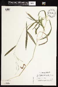 Leersia virginica image