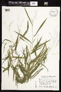 Leersia virginica image