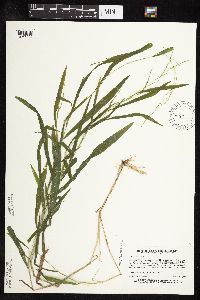 Leersia virginica image