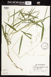 Leersia virginica image