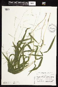 Leersia virginica image