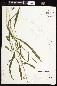 Leersia virginica image