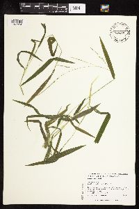 Leersia virginica image