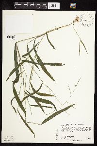 Leersia virginica image