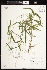 Leersia virginica image