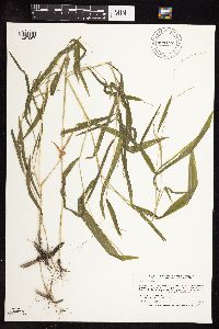 Leersia virginica image