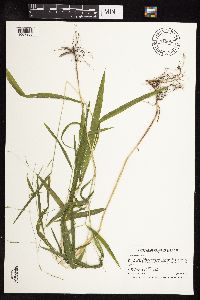Leersia virginica image
