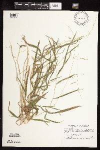 Leersia virginica image