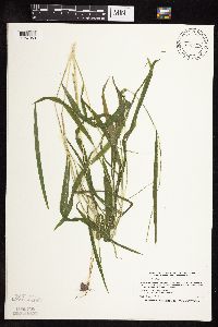 Leersia virginica image