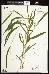 Leersia virginica image
