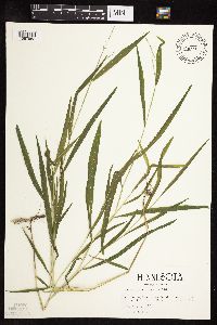 Leersia virginica image