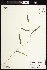 Leersia virginica image