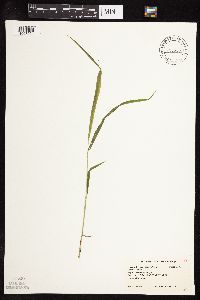 Leersia virginica image