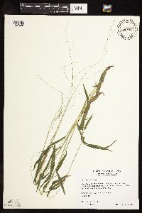 Leersia virginica image