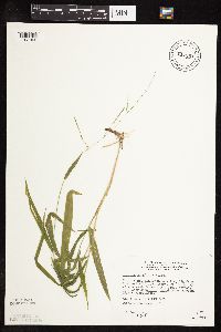 Leersia virginica image