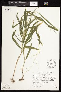 Leersia virginica image