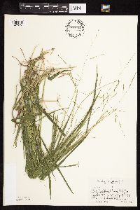 Leersia virginica image