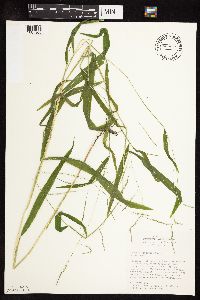 Leersia virginica image