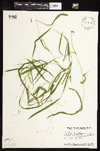 Leersia virginica image