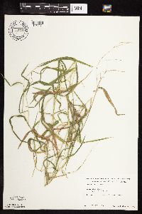 Leersia virginica image