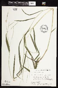 Leersia virginica image