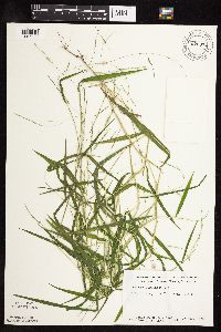 Leersia virginica image