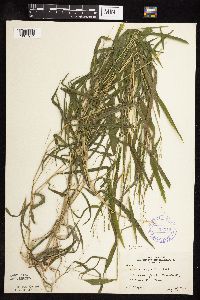 Leersia virginica image