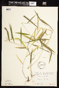 Leersia virginica image