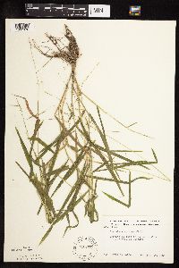 Leersia virginica image