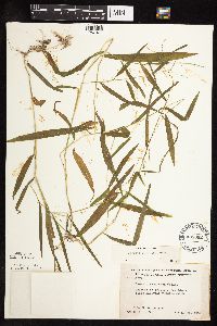 Leersia virginica image