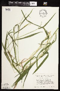 Leersia virginica image